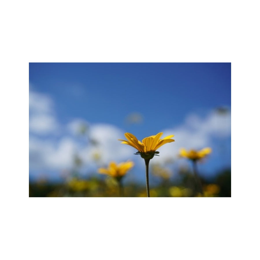 Sony FE 50MM F2.8 Macro