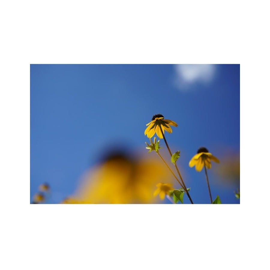 Sony FE 50MM F2.8 Macro