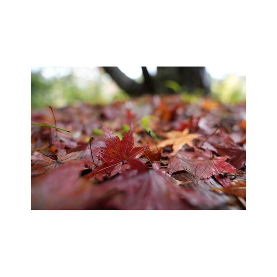 Sony FE 16-25mm F2.8 G