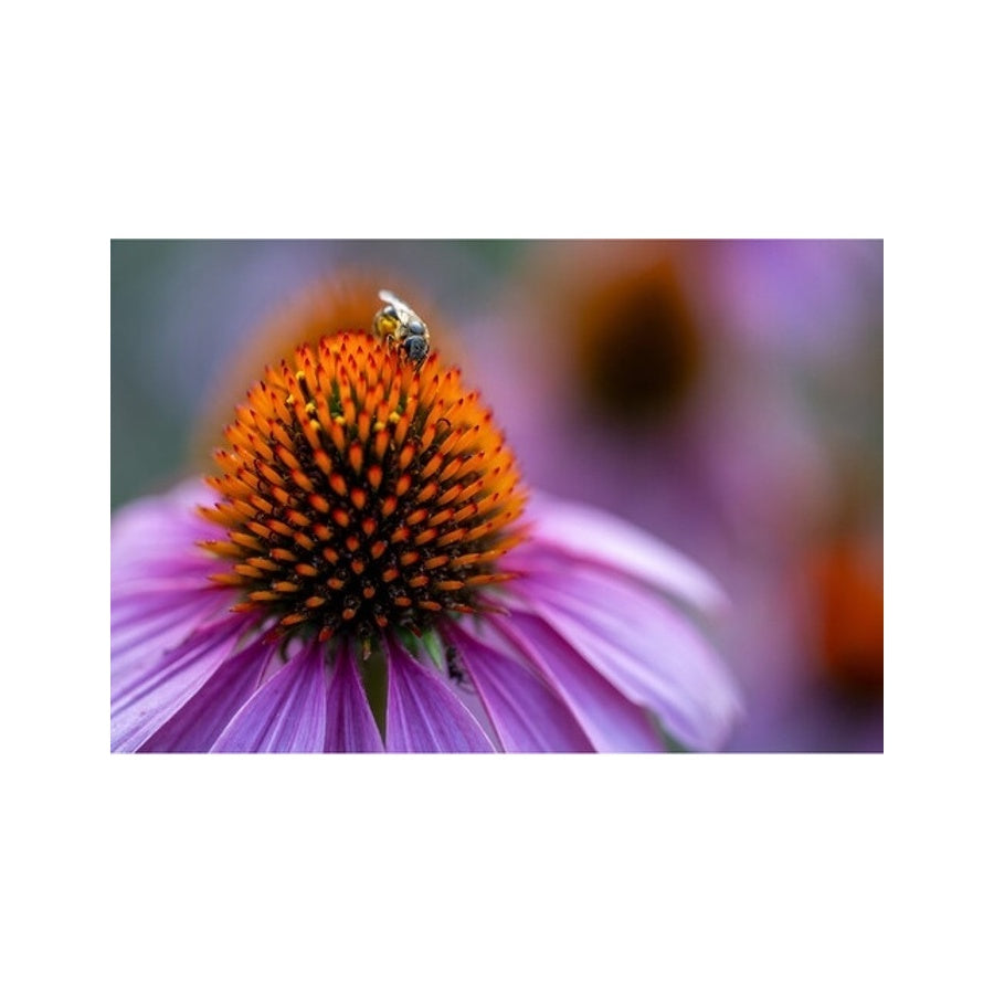 Tamron 90mm F2.8 Di III VXD Macro For Nikon Z