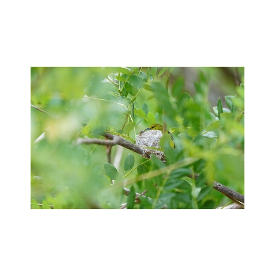 Sony A1 II Body Only