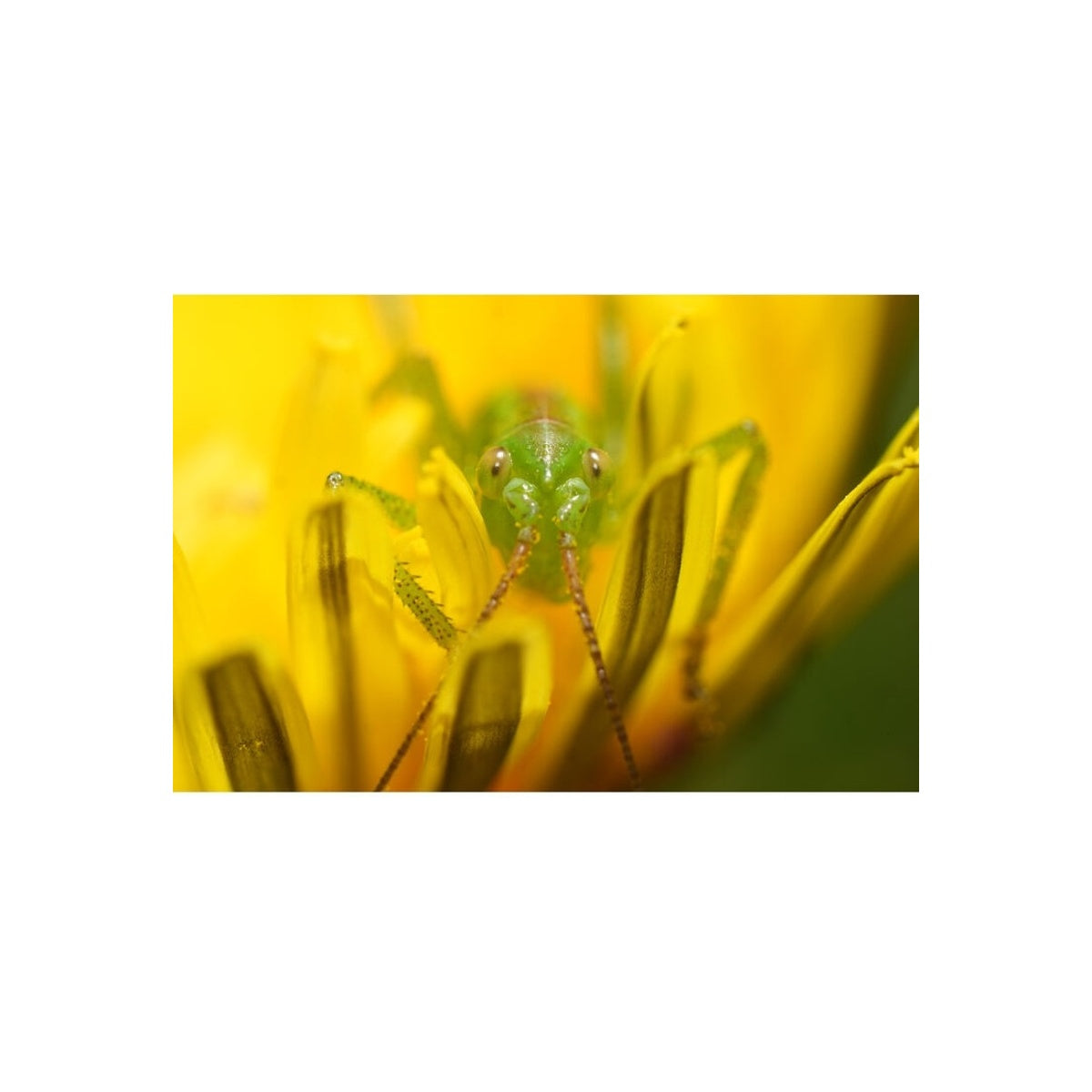 Sony FE 100mm F2.8 Macro GM OSS Lensa Full Frame 100 mm F/2.8